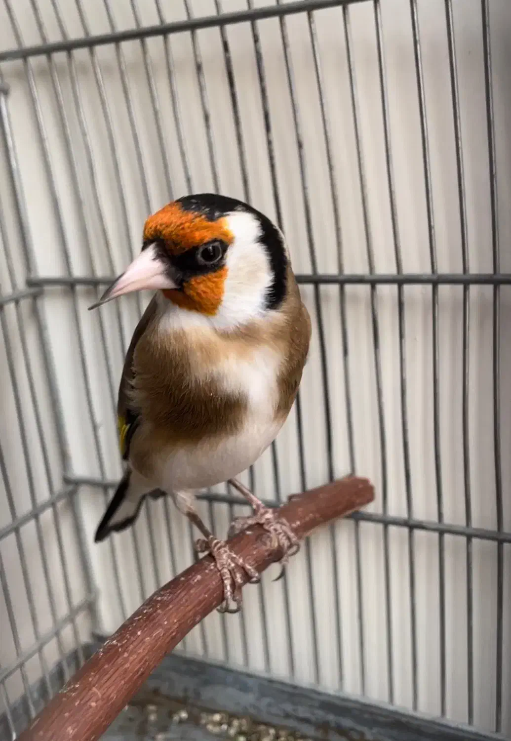 سهره جفتی|پرنده|رشت, یخسازی|دیوار