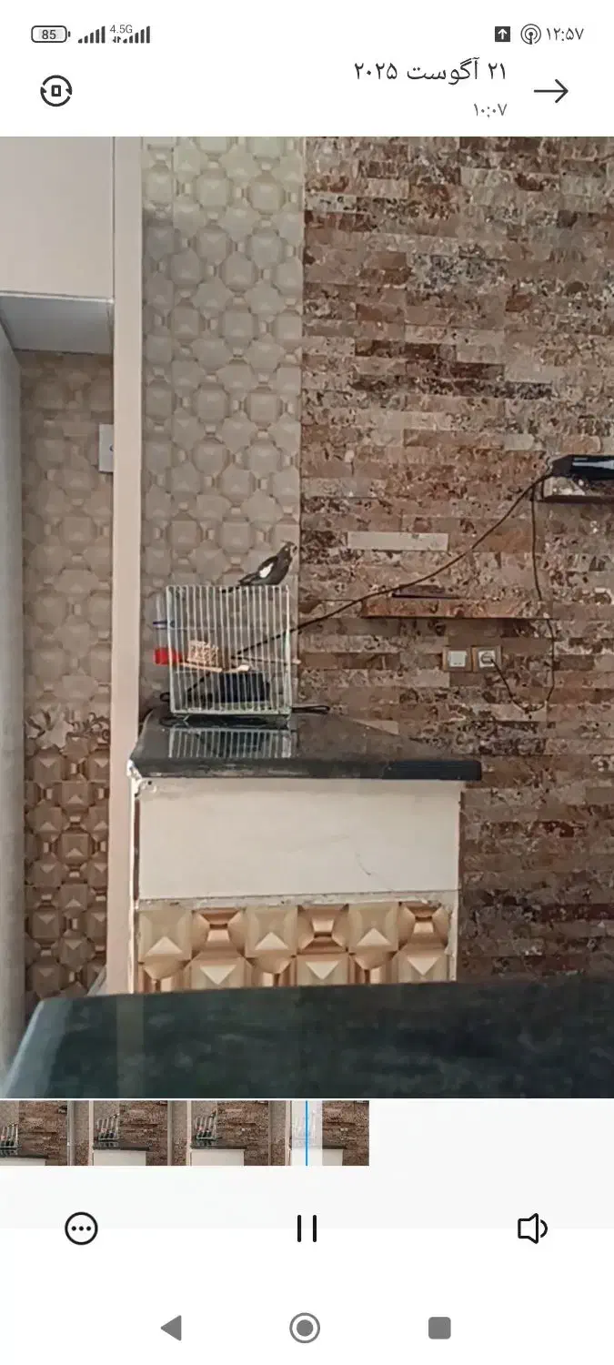 گوم شد|حیوانات|خاش, |دیوار