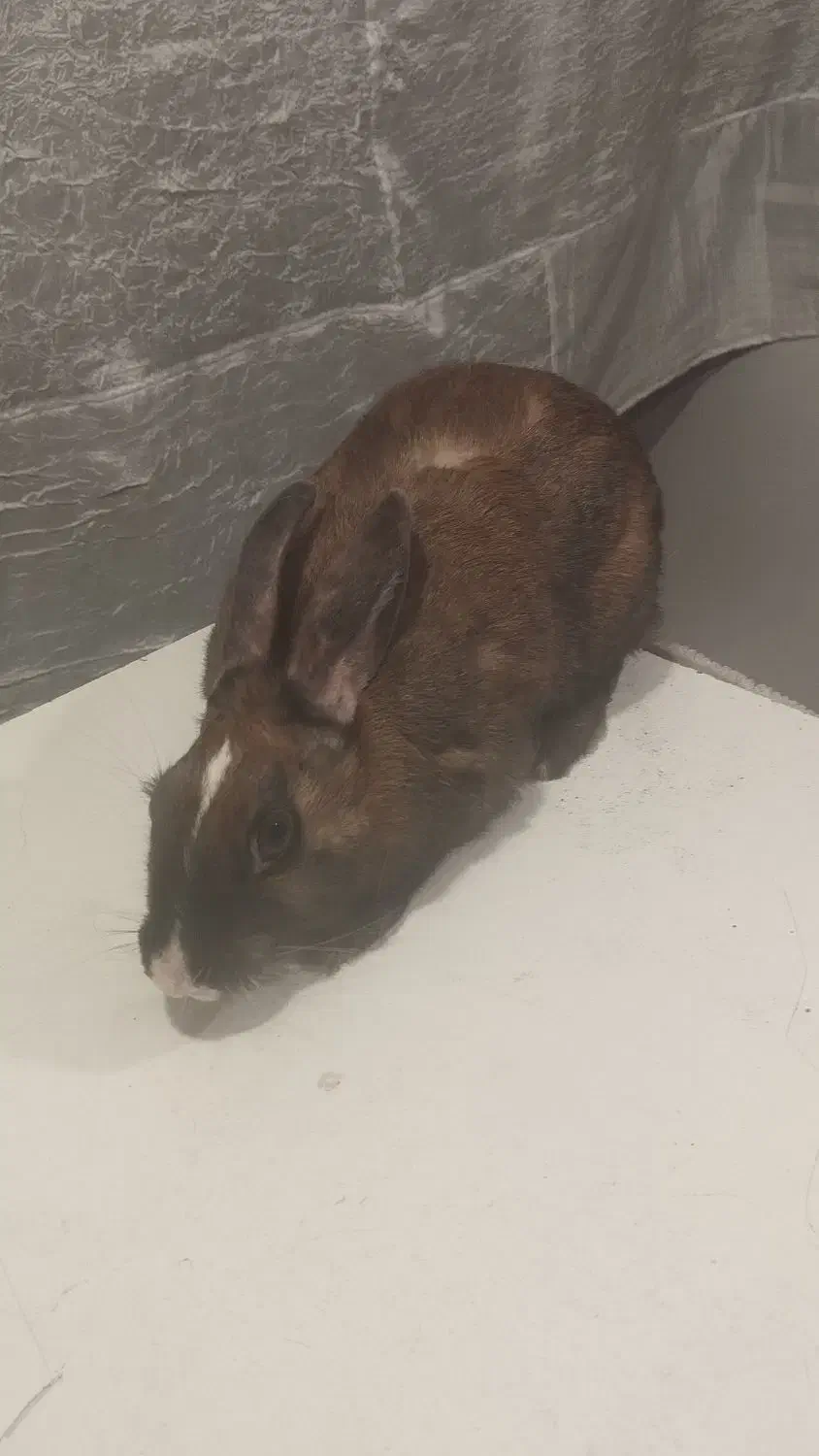 خرگوش فروشی|موش و خرگوش|مریوان, |دیوار