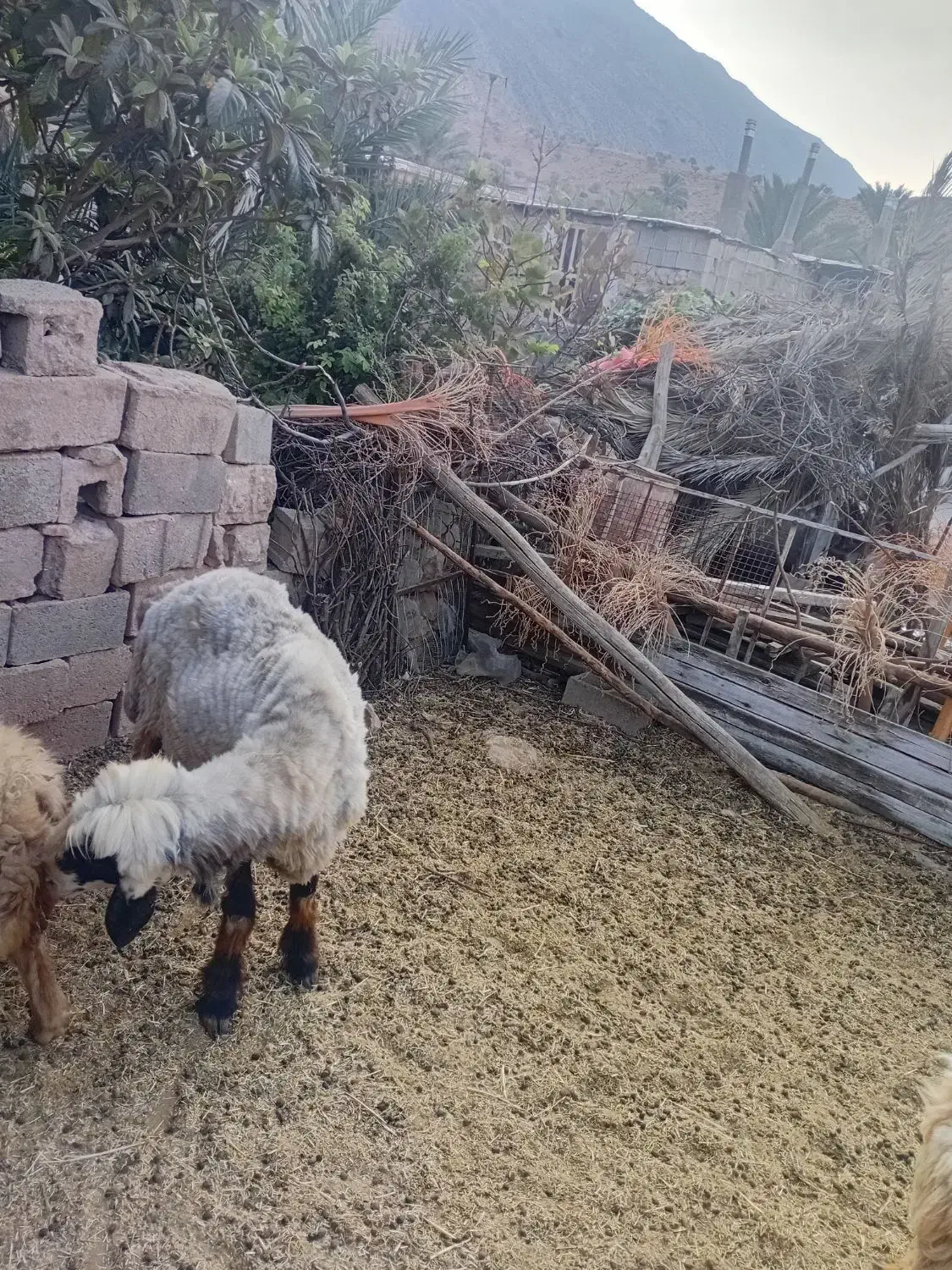 قوچ|حیوانات مزرعه|میمند, |دیوار