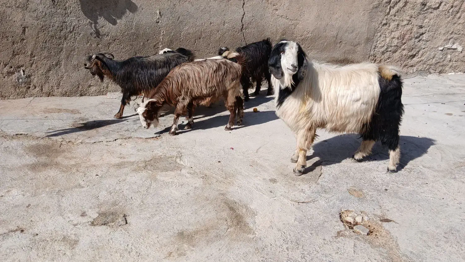 بز بزغاله بز ماده ساورین|حیوانات مزرعه|دالاهو, |دیوار