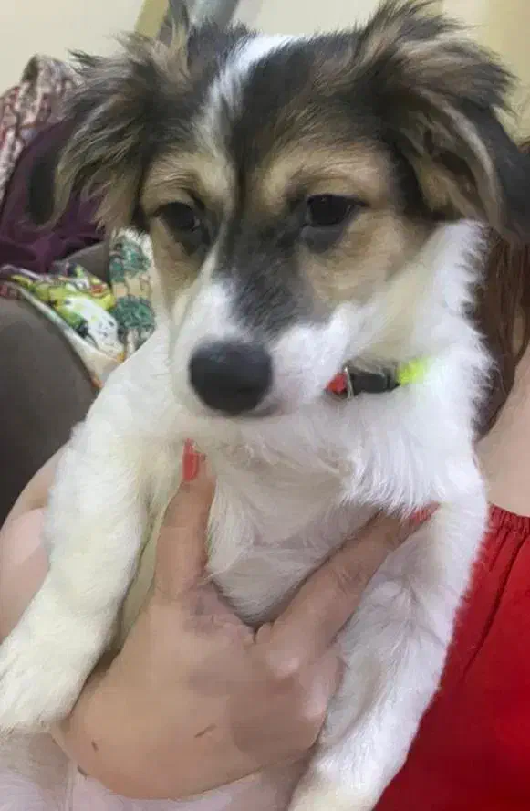 سگ نر نژاد اشپیتز ۴ ماهه( سیمبا)|سگ|رشت, ساغری سازان|دیوار