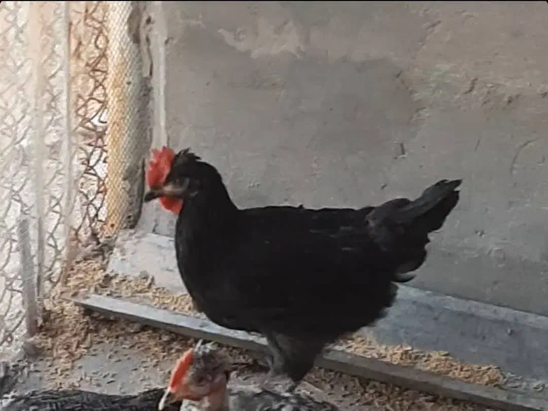 خروس محلی|حیوانات مزرعه|جم, |دیوار