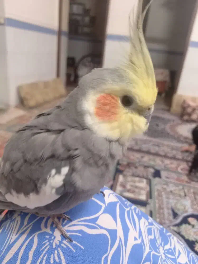 عروس هلندی گمشده|حیوانات|برازجان, |دیوار