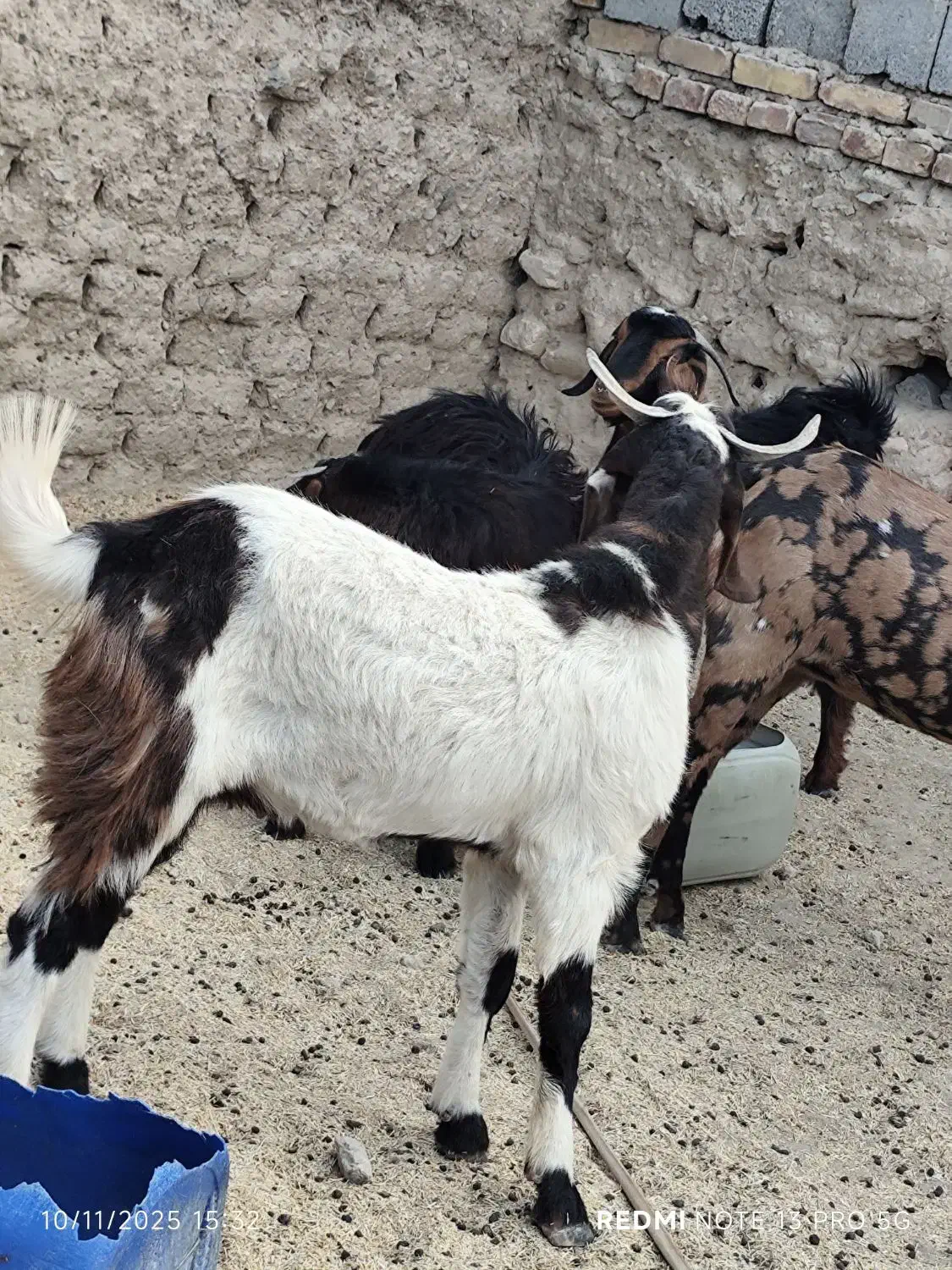 تروشت گواهتگ|حیوانات مزرعه|سراوان, |دیوار