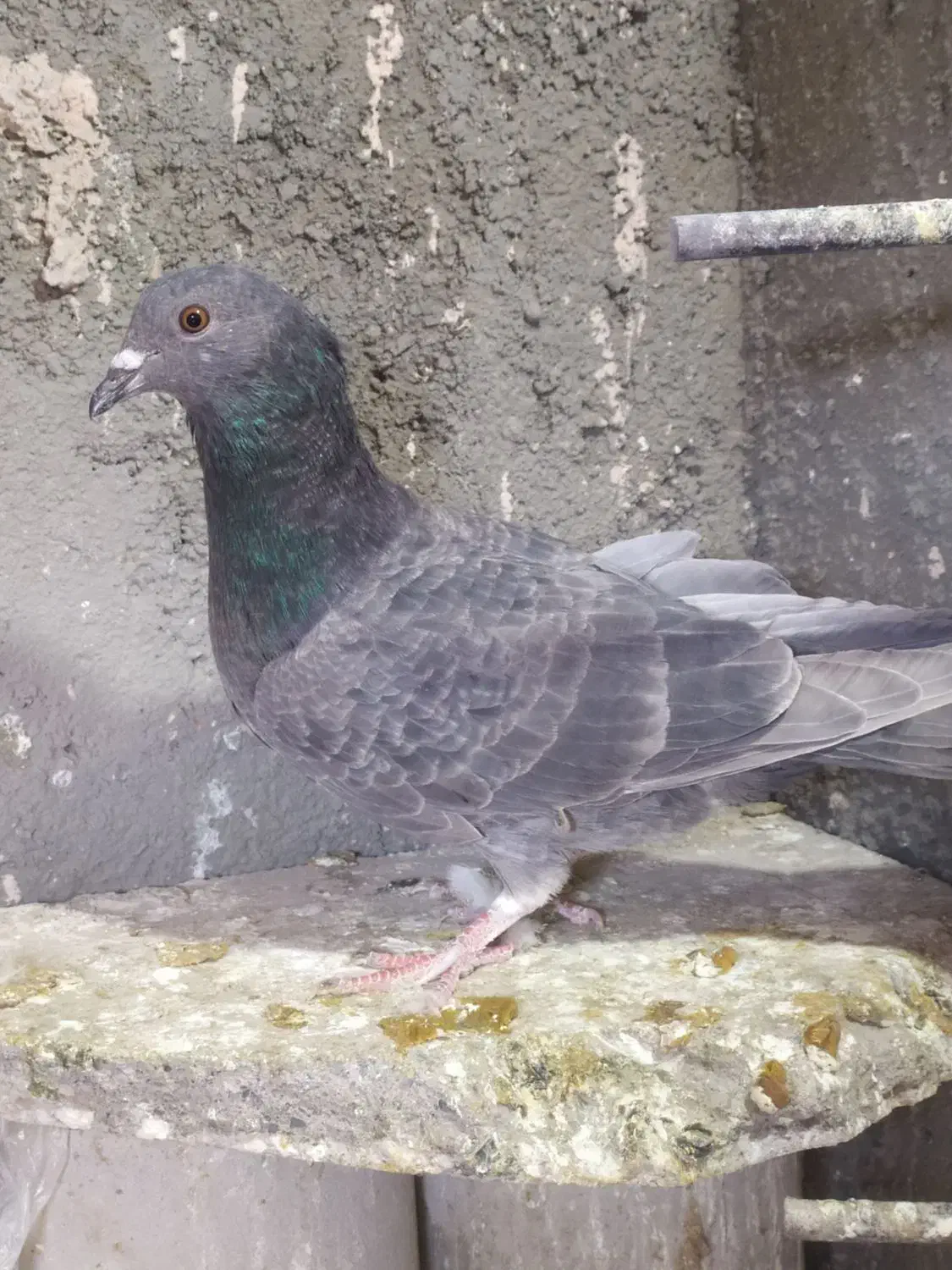 کبوتر گرفتنی و جوانه|پرنده|سبزوار, پاسداران|دیوار