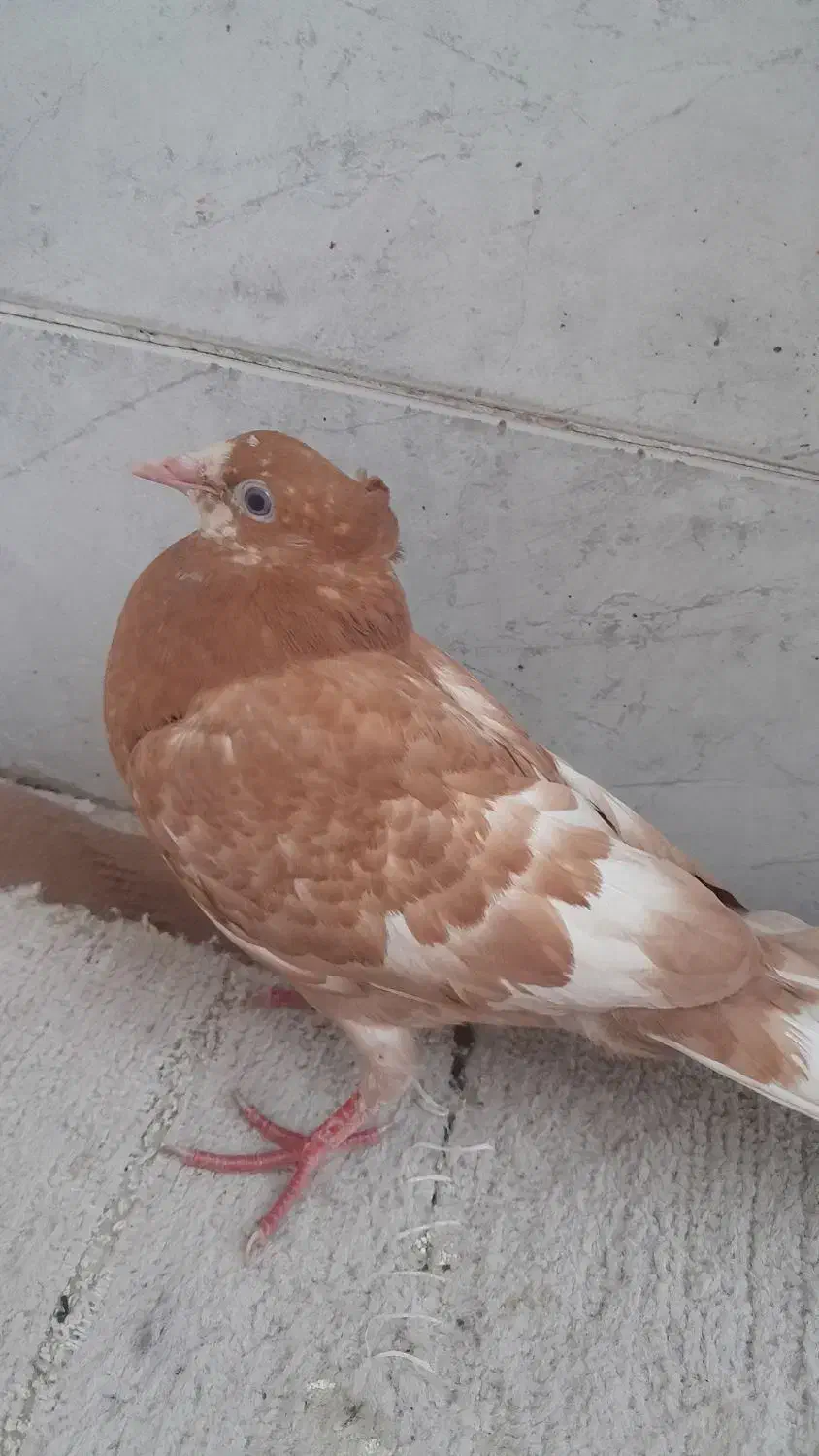 کبوتر|پرنده|شاهینشهر, حاجی آباد|دیوار