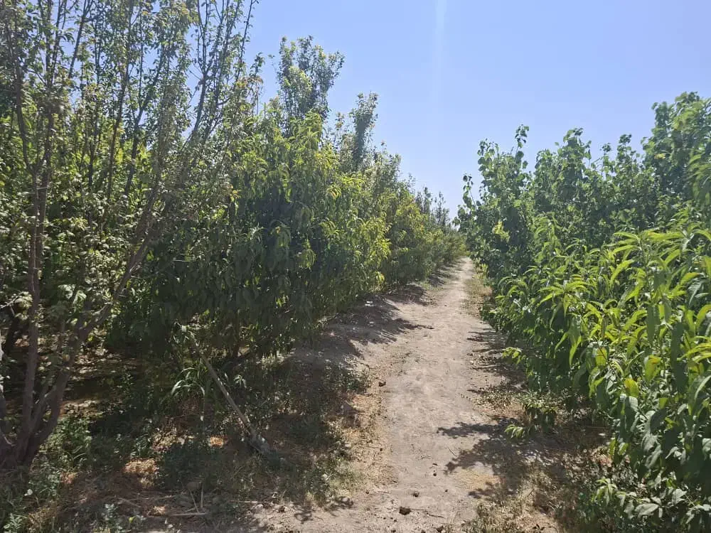 باغ ۸۵۰۰ متری تهاتر با آپارتمان و ماشین|فروش زمین و ملک کلنگی|رباط‌کریم, منجیل آباد|دیوار