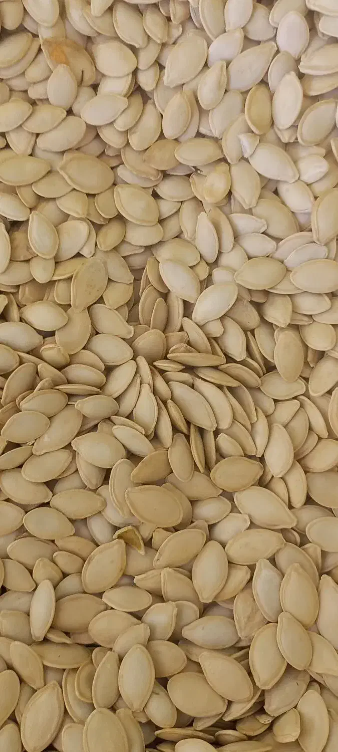 تخم کدو گوشتی|عمده‌فروشی|کلیائی, |دیوار