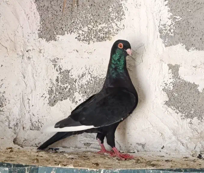 کبوتر قره|پرنده|شبانکاره, |دیوار