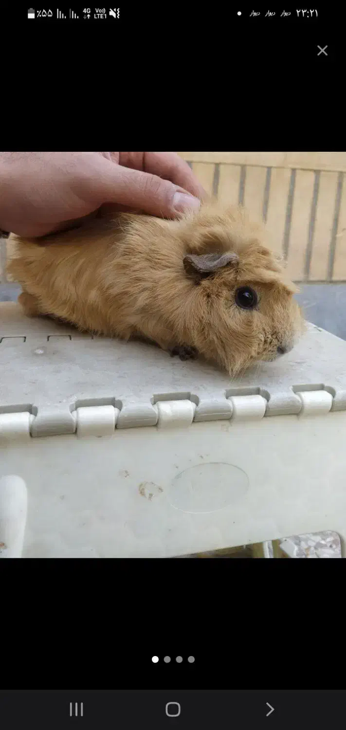 خوکچه هندی ،دوساله ،ماده ، سالم و وسرزنده|موش و خرگوش|اصفهان, برازنده|دیوار