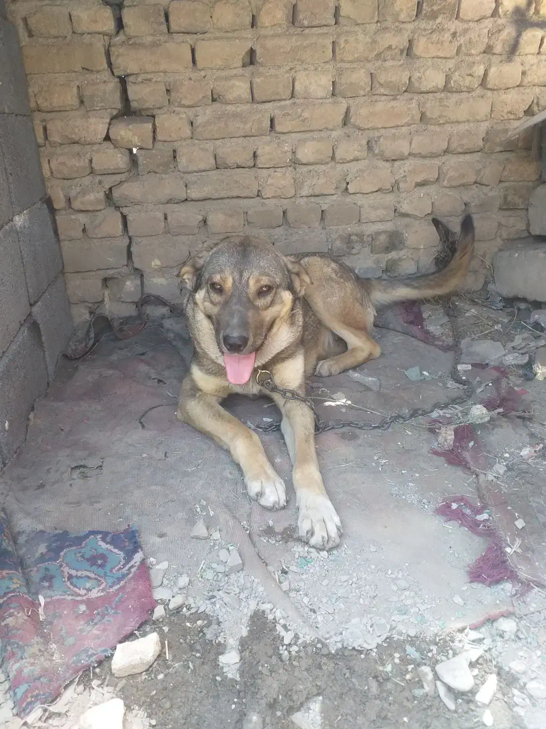 واگذاری ماده پژدر|سگ|ملایر, |دیوار