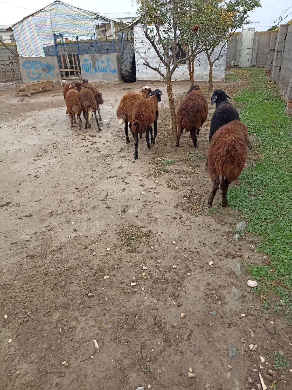 بره.توقلی. گوسفند|حیوانات مزرعه|سیمین شهر, |دیوار