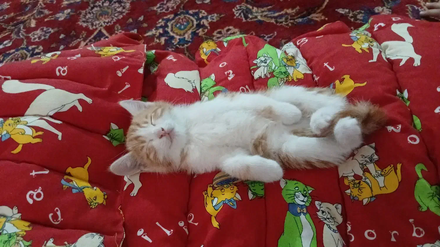 فروشی|گربه|مراغه, |دیوار