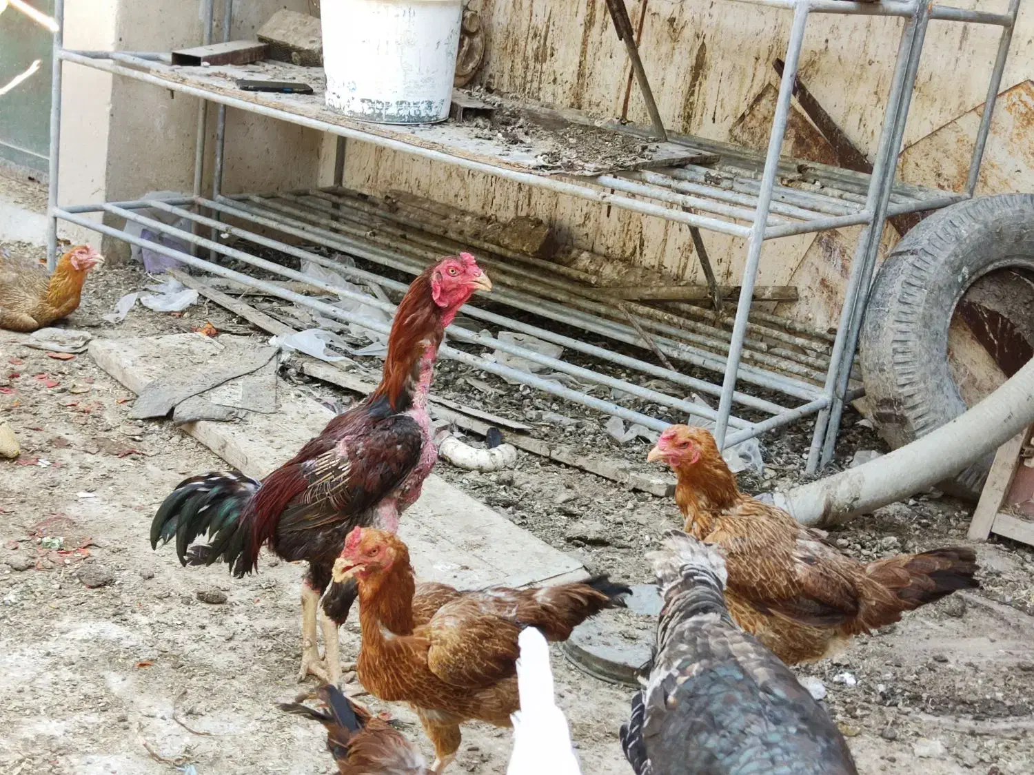 20،تخم مرغ لاری دونگ بالا اصلی|حیوانات مزرعه|وحدتیه, |دیوار