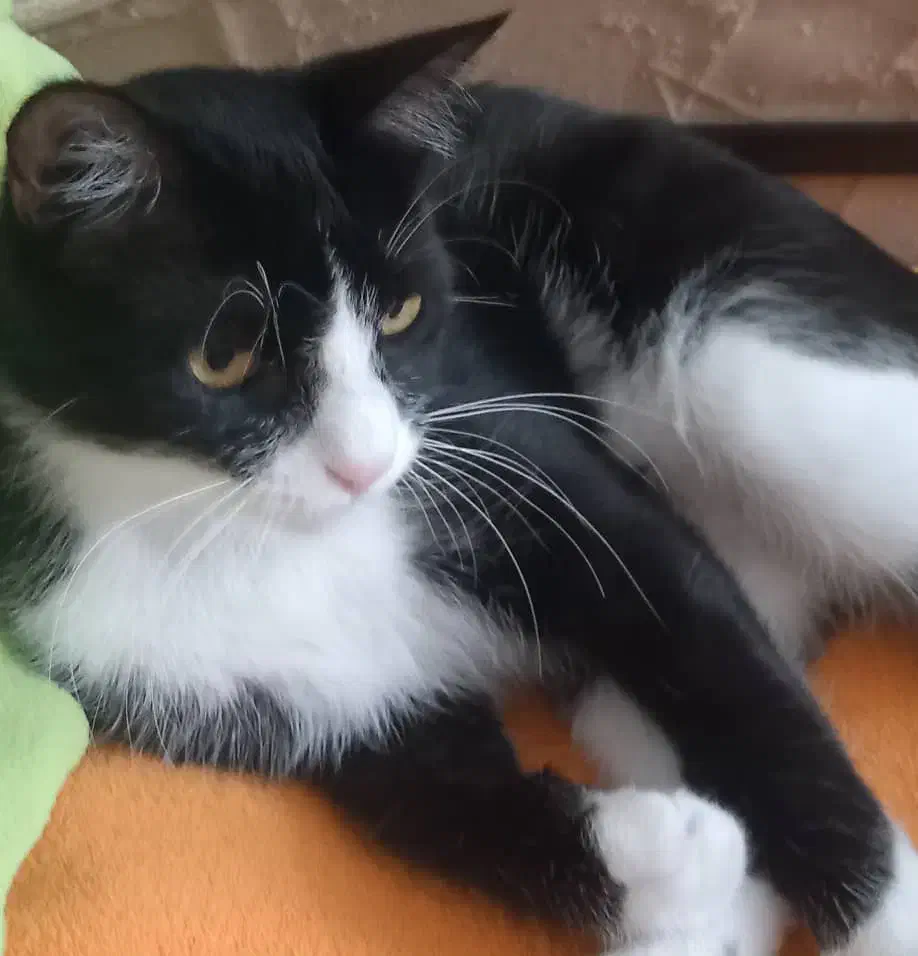 واگذاری رایگان|گربه|مشهد, استاد یوسفی (شهرک غرب)|دیوار