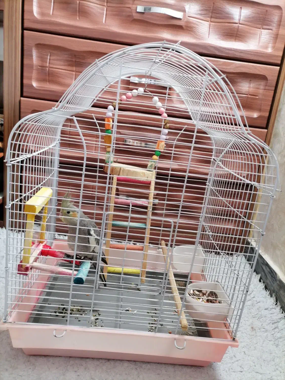 عروس هلندی|پرنده|گلستان (تهران), |دیوار