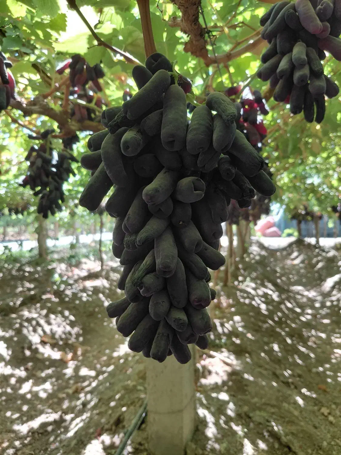 فروش نهال انگور موندراپ و سایر ارقام|خدمات باغبانی و درختکاری|ارومیه, |دیوار