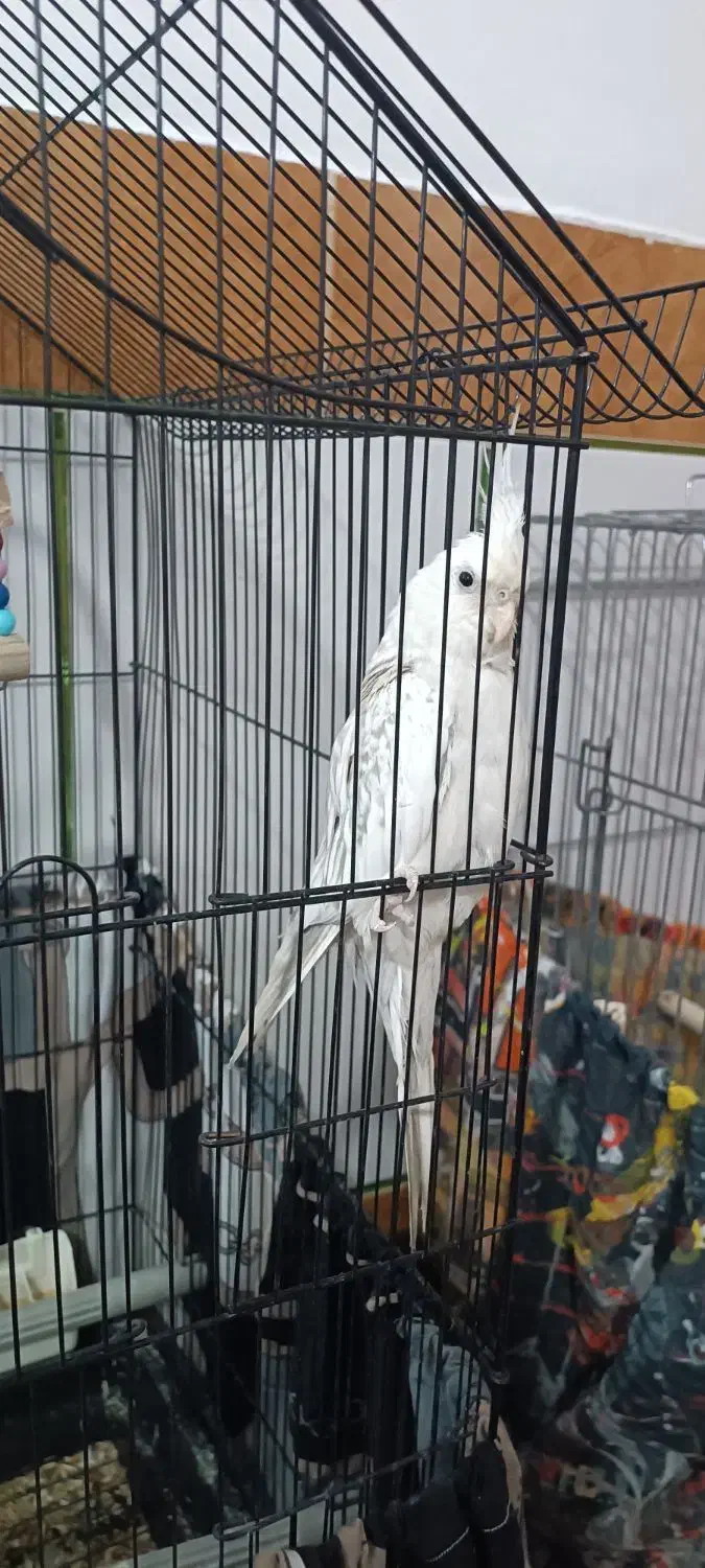 عروس هلندی|پرنده|بهارستان, |دیوار