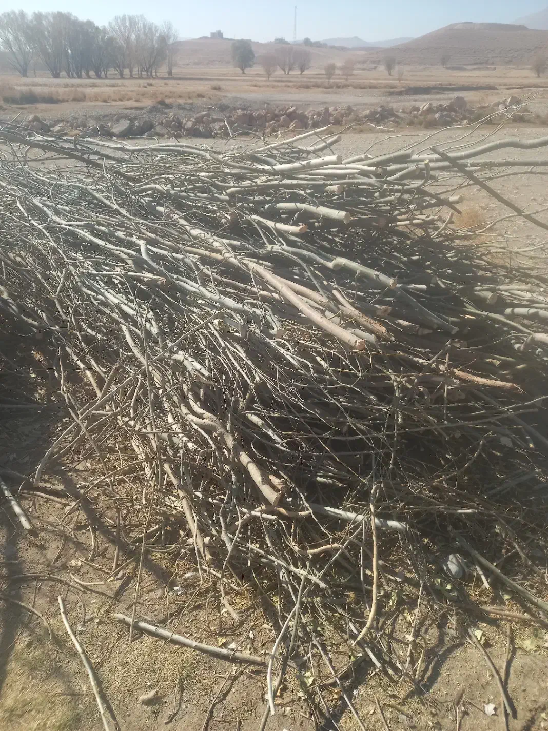 شاخه های درخت صنوبر|عمدهفروشی|داران, |دیوار