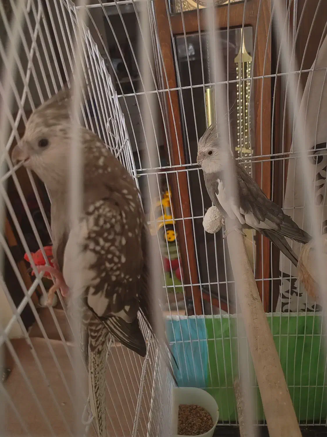 عروس هلندی|پرنده|مشهد, رضاییه|دیوار