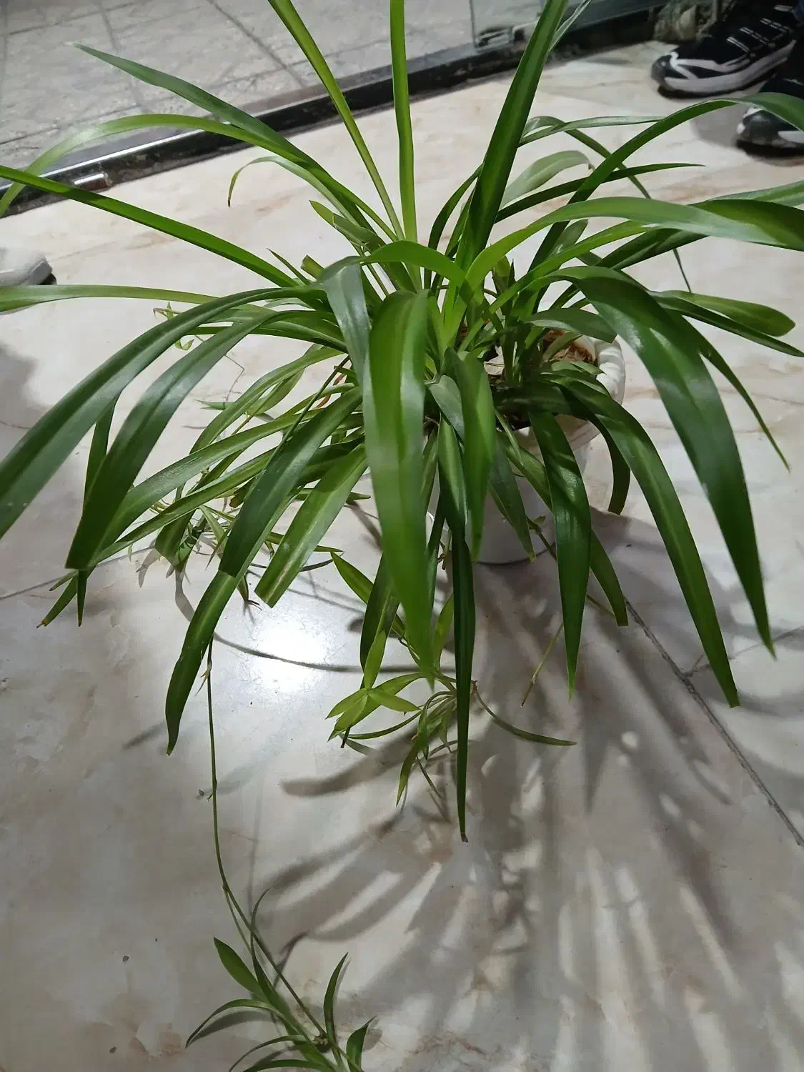 گل و گیاه|گل و گیاه طبیعی|دورود, |دیوار