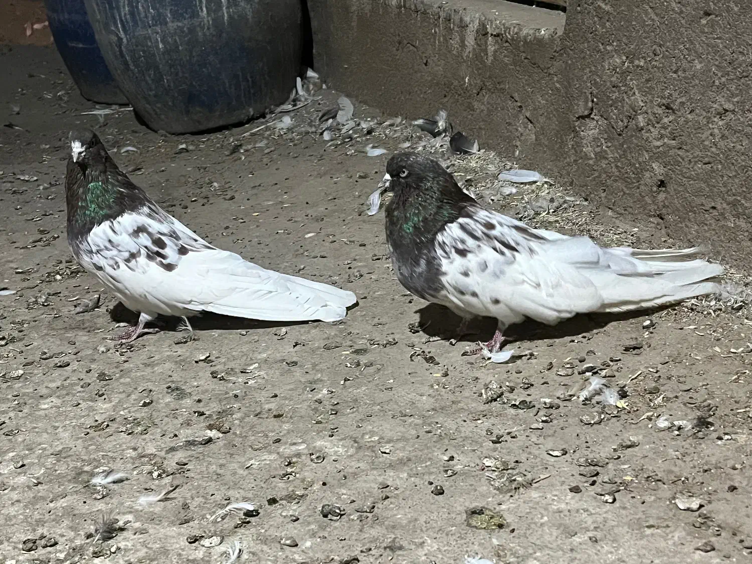 پدر و پسر|پرنده|میانه, |دیوار