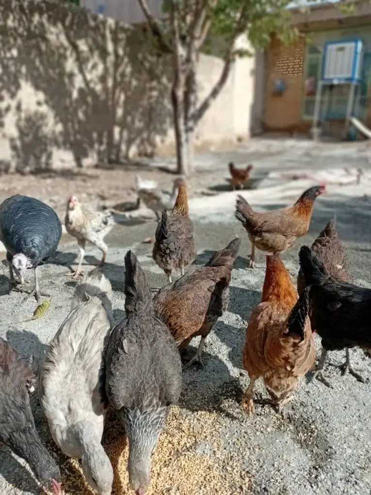 سلام ۱۲عدد مرغ محلی جوان تخم گذار|حیوانات مزرعه|ایوان, |دیوار