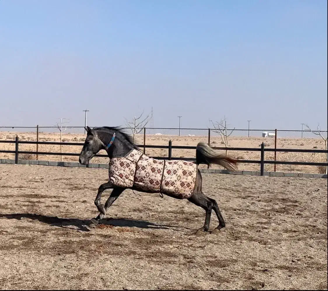 فروش نریون کرد|اسب و تجهیزات اسبسواری|بروجرد, |دیوار