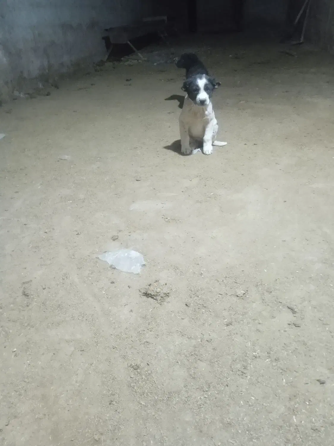 توله نر لاس با مادر ش|سگ|دهاقان, |دیوار