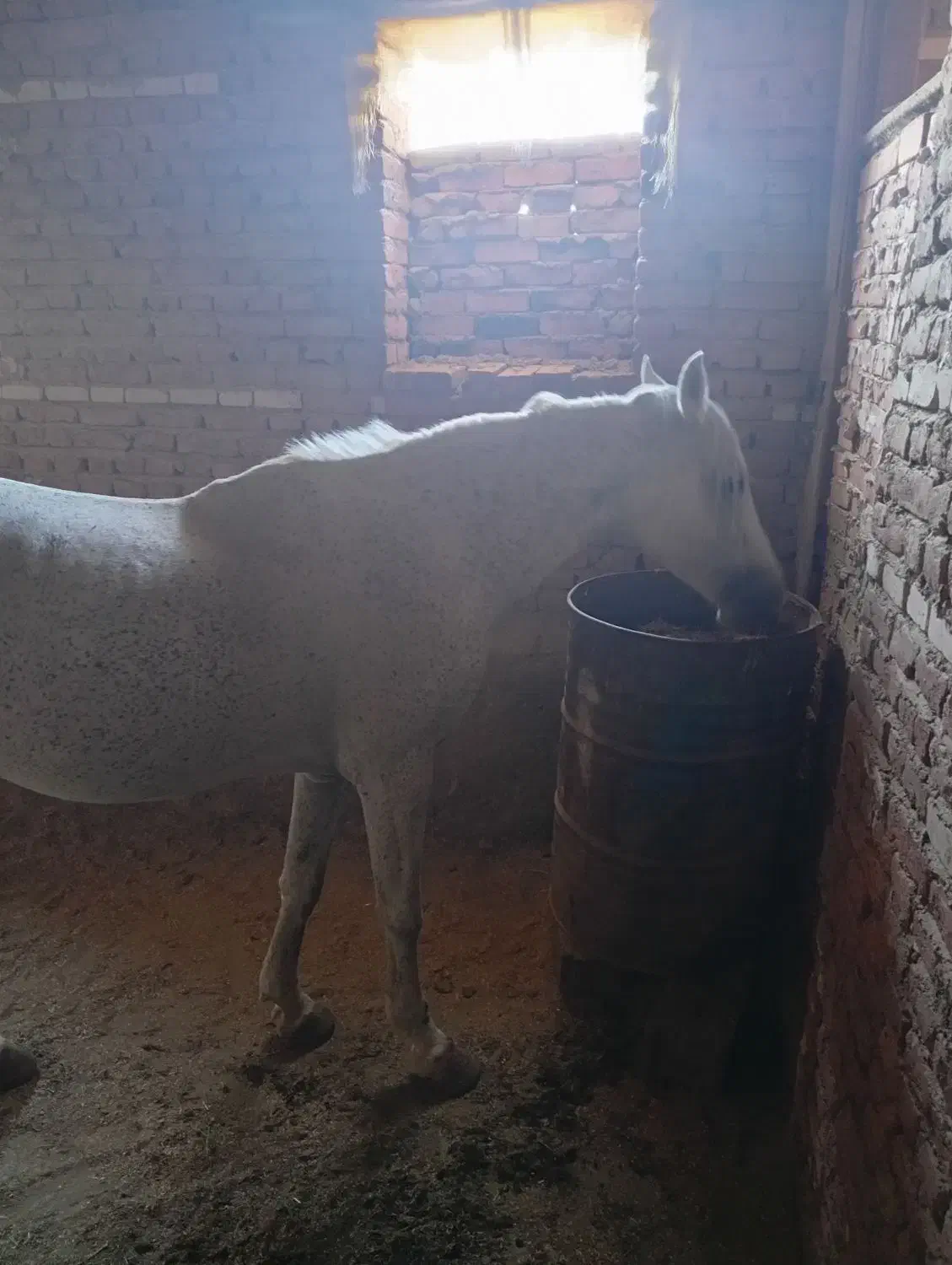 دو عدد اسب نر در عجب شیر|حیوانات مزرعه|عجب شیر, |دیوار