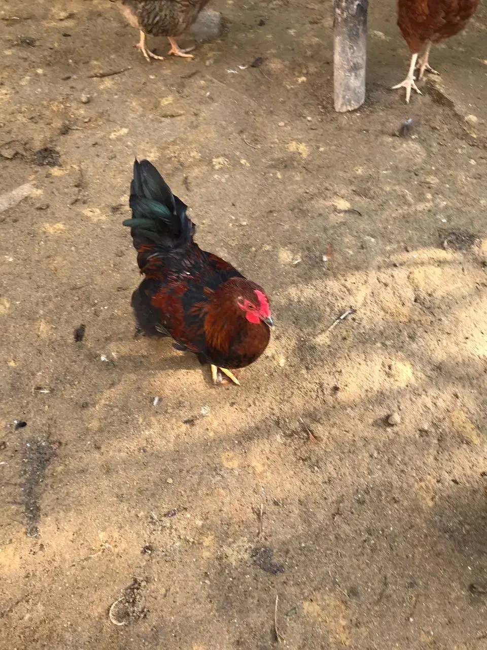 خروس زینتی کوشین|حیوانات مزرعه|بابل, |دیوار