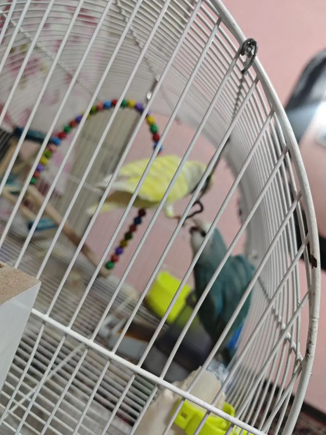 فروش دو عدد کوتوله برزیلی سالم|پرنده|مشهد, کوی المهدی|دیوار