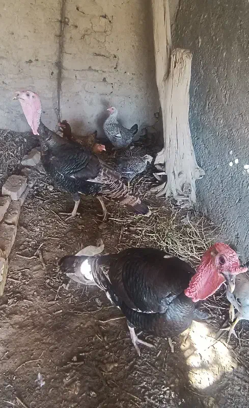 بوقلمون|حیوانات مزرعه|زابل, |دیوار