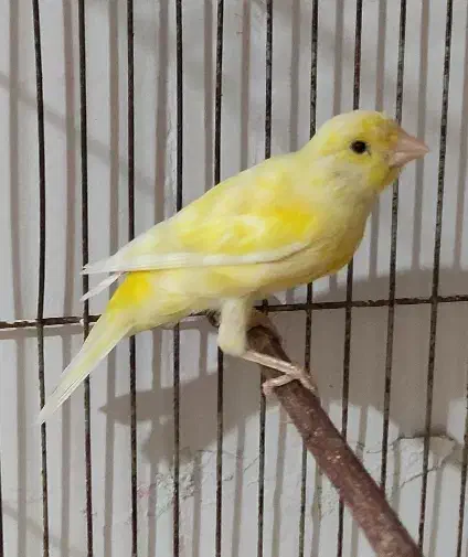 ماده لیمویی و سرامیکی سرخ نر‌ مست|پرنده|شیراز, جانبازان|دیوار