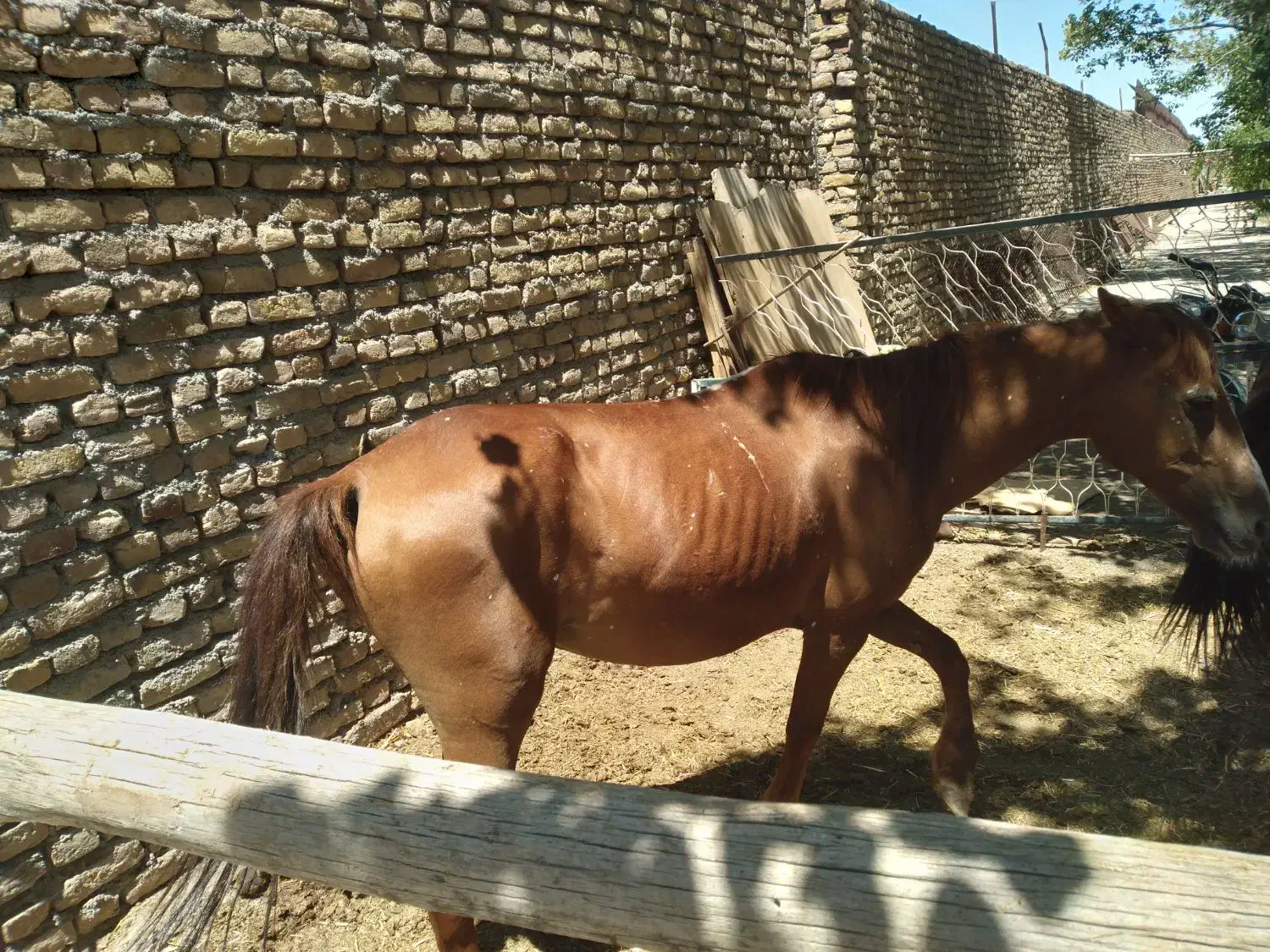 اسب مادیان جوان|اسب و تجهیزات اسبسواری|تربت جام, والفجر|دیوار