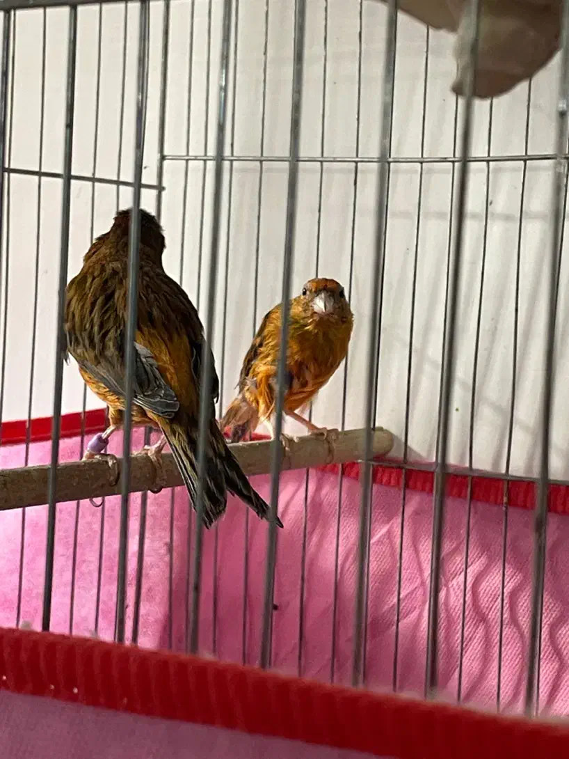 جفت سوخته سرخ|پرنده|کرمان, |دیوار