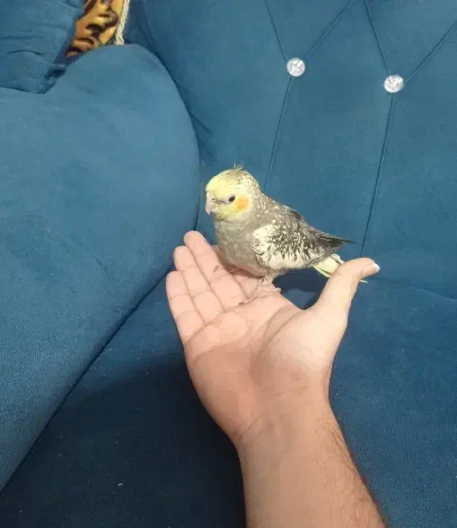 جوجه عروس هلندی|پرنده|گرگان, |دیوار