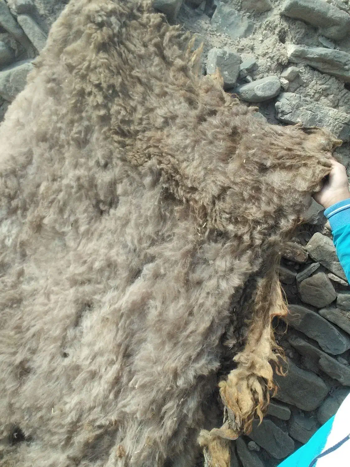 پشم گوسفندی|رختخواب، بالش، پتو|خواجه, |دیوار