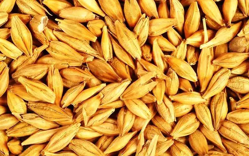 جو  ، جو|لوازم جانبی حیوانات|دوگنبدان, |دیوار