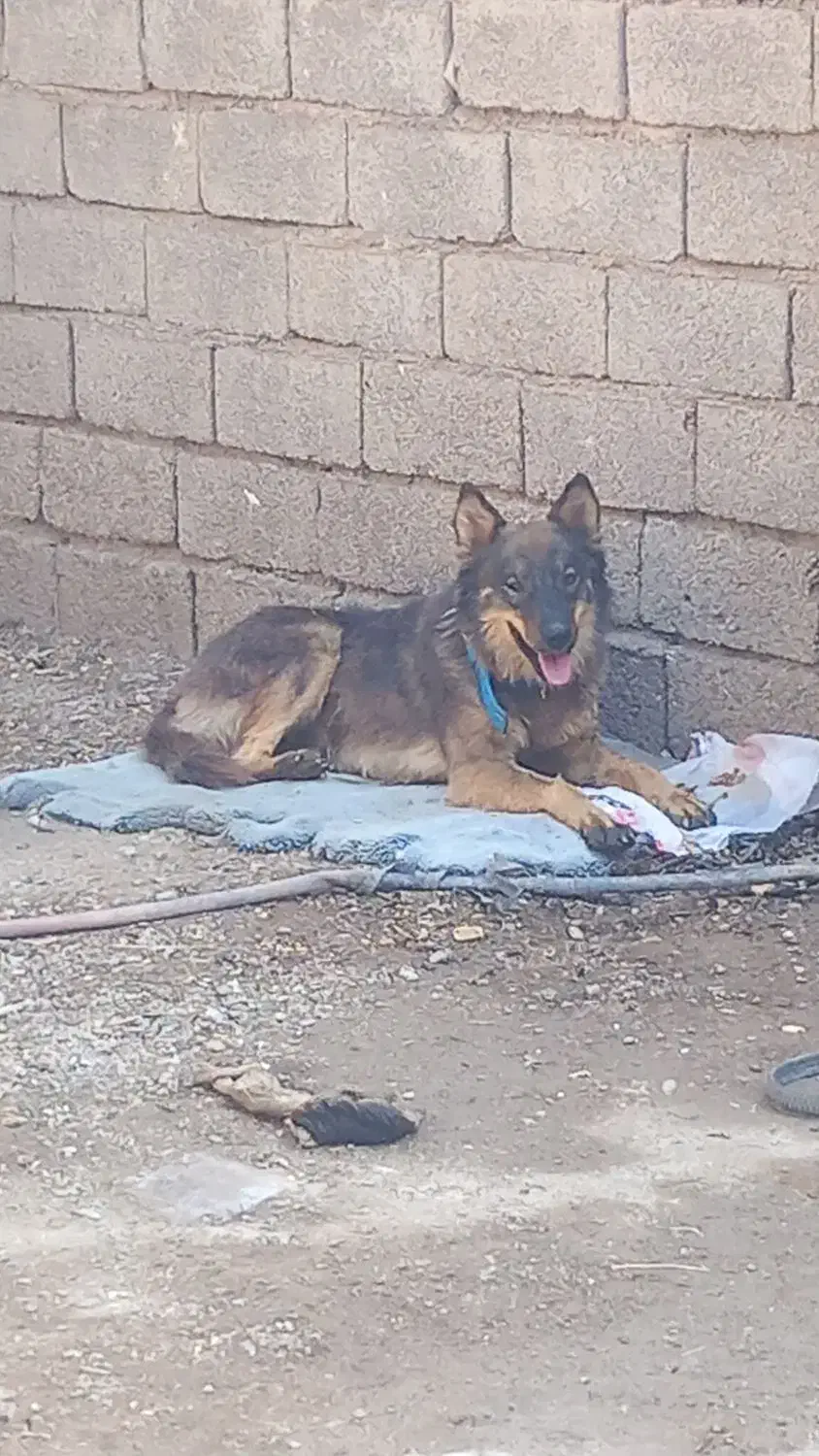 سگ گورگ|سگ|آبادان, |دیوار