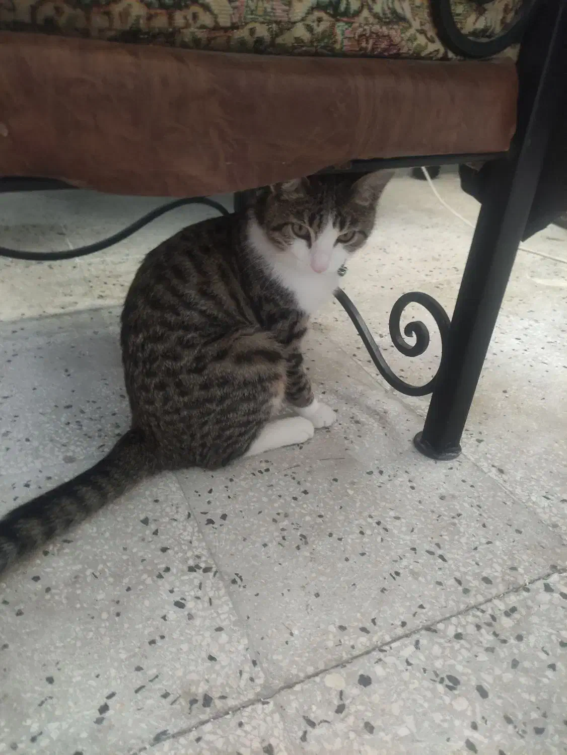 واگزاری گربه رایگان|گربه|مرودشت, فاز دوم شهرک فرهنگیان|دیوار