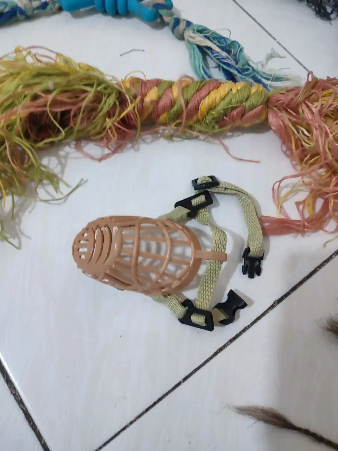 وسایل سرگرمی و بازی سگ و گربه پوزه بند همه باهم|لوازم جانبی حیوانات|رشت, چله خانه|دیوار