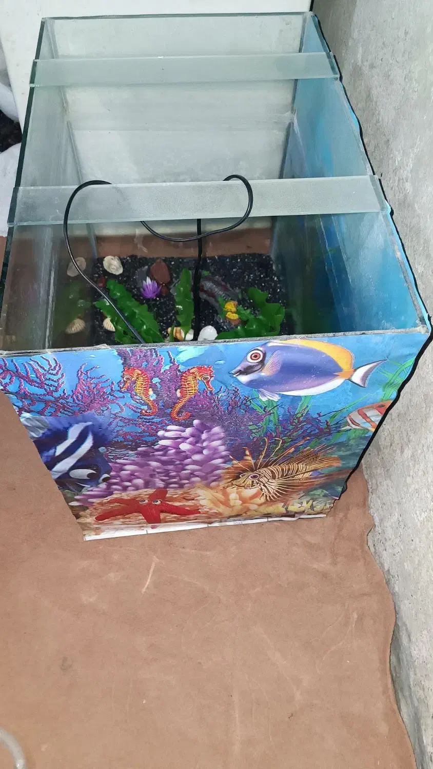 اکواریم|ماهی|ایرانشهر, |دیوار