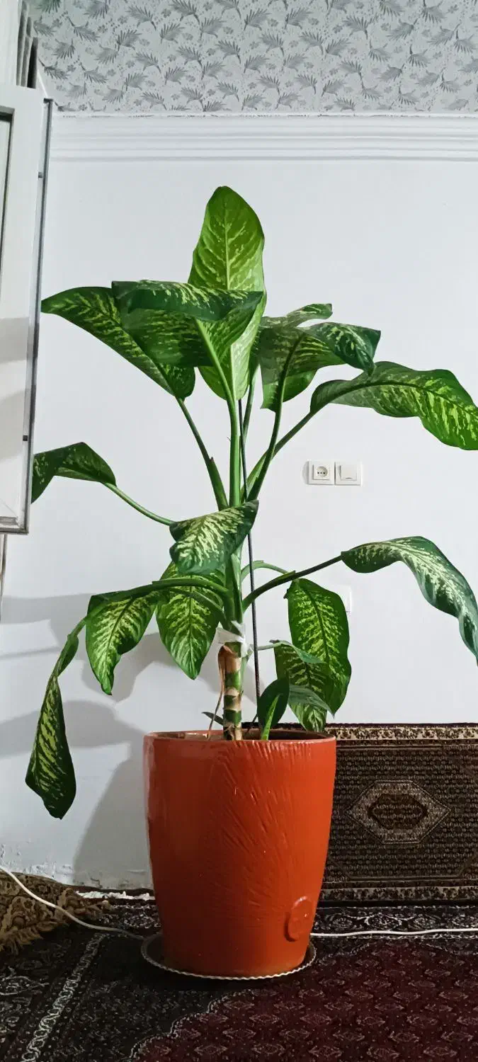 فروش گل|گل و گیاه طبیعی|حسین آباد, |دیوار