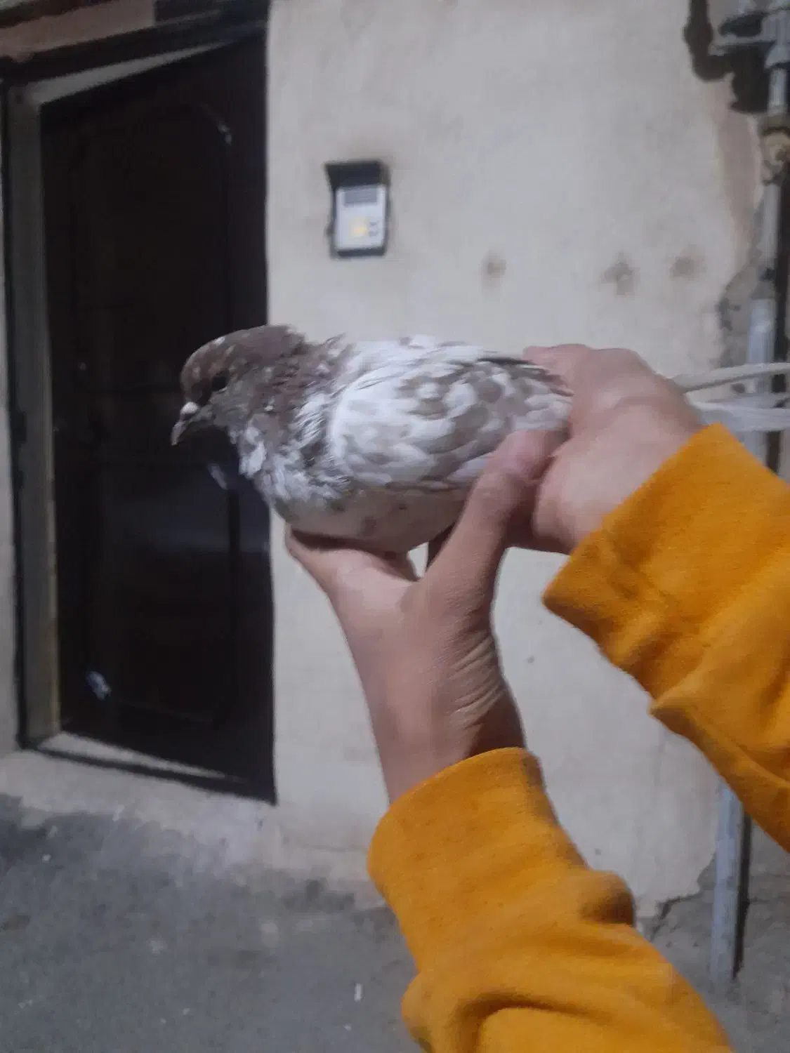 کبوتر گرگی|پرنده|پاکدشت, پاکدشت (مامازند)|دیوار