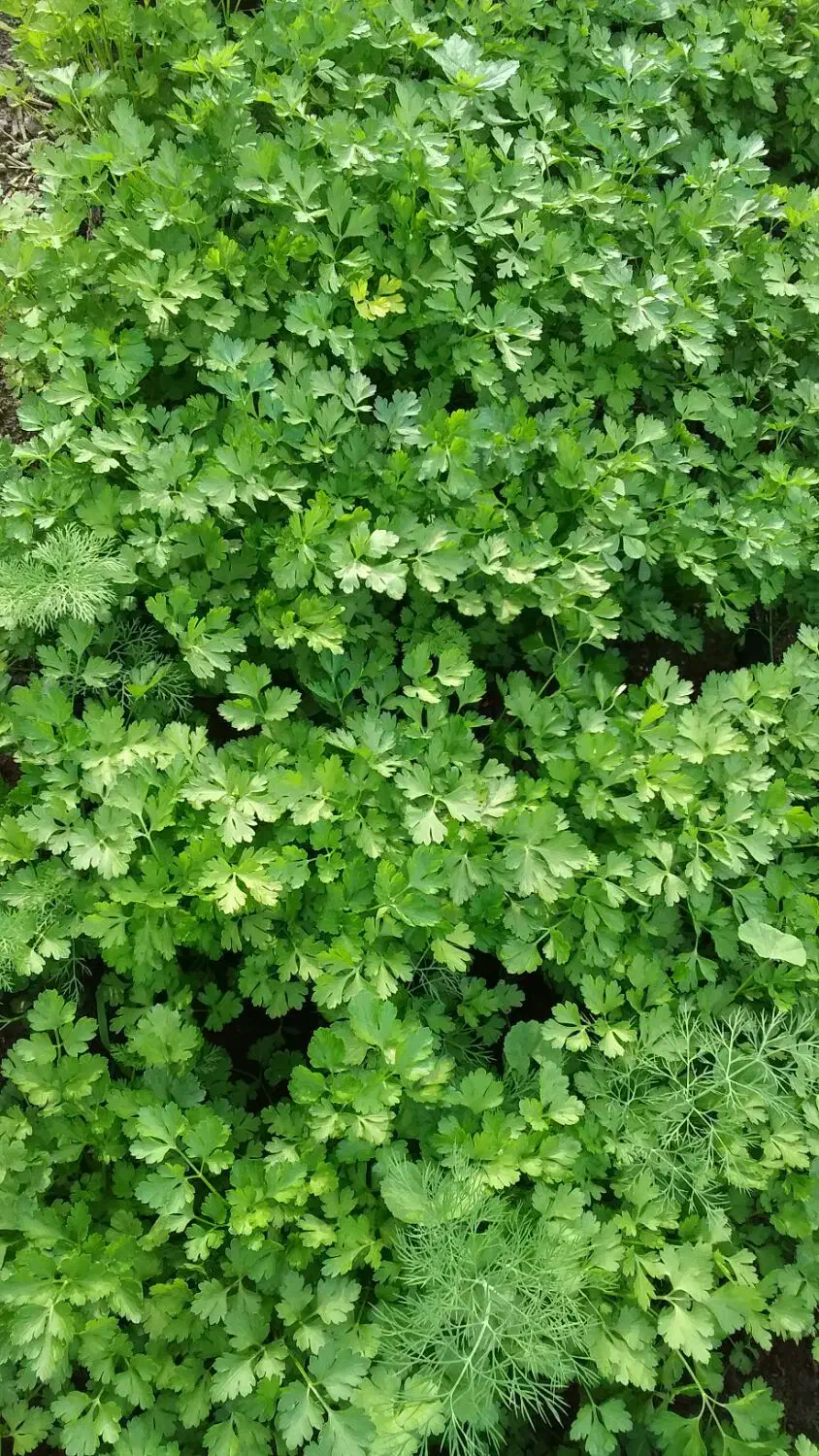 سبزی|خوردنی و آشامیدنی|رودان, |دیوار