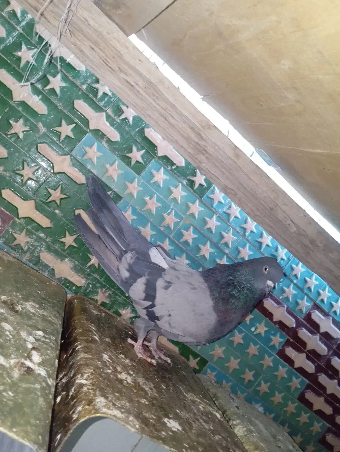 سبز ملقی ماده.|پرنده|بم, |دیوار