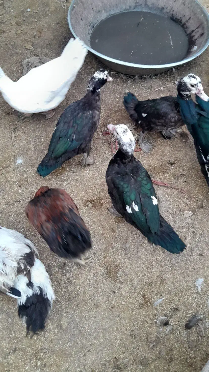 اردک اسرایلی|حیوانات مزرعه|دینور, |دیوار