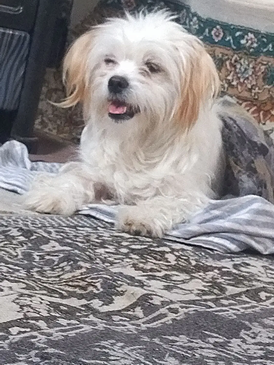 پاپی ماده گم شده|سگ|تربت جام, اسماعیل آباد|دیوار